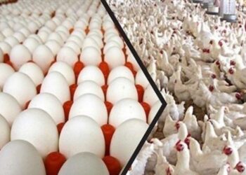 أسعار الدواجن و البيض اليوم عيد الأضحى يتسبب فى تراجع أسعار الدواجن.. وسعر البيض يواصل الثبات