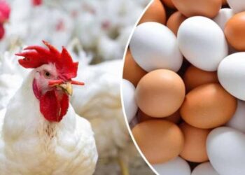 أسعار الفراخ و البيض اليوم أسعار الدواجن والبيض اليوم السبت