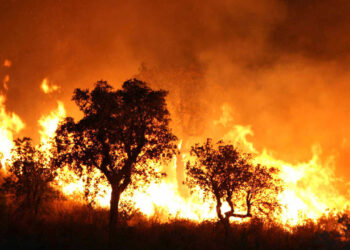 حرائق الغابات في الجزائر _ أرشيفية