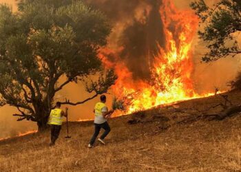 1600481 0 الدول العربية تعزي الجزائر في ضحايا حرائق الغابات وتعلن تضامنها الكامل