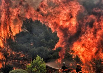 حرائق الغابات الجزائر