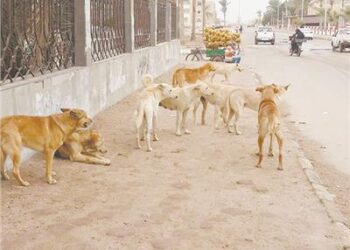 كلاب ضالة تتجول في شوارع الاسماعيلية