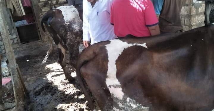 FB IMG 1662611680208 تحصين 144 رأس ماشية بقرية "الدنابيق" بالدقهلية