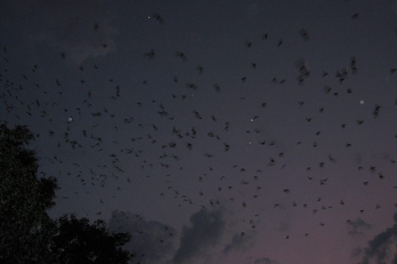 مستعمرة الخفافيش