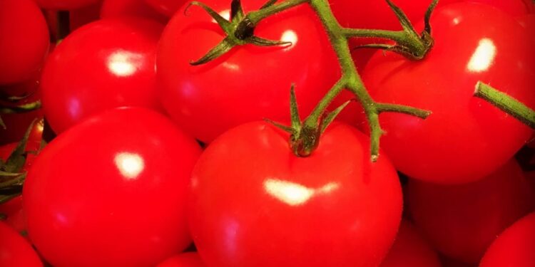 انخفاض كبير في أسعار الطماطم اليوم