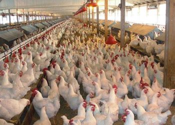عودة إنفلونزا الطيور ..الحصيلة الأولية 6 ملايين طائر وهولندا تبدأ الإعدام الجماعي
