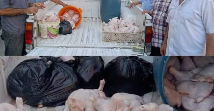 FB IMG 1664878260328 ضبط 150 دجاجة محقونة بالمياه بسوق عشوائي ببورسعيد