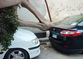 IMG 20221011 WA0054 بدون إصابات .. سقوط شجرة ضخمة بمحرم بك بالاسكندرية
