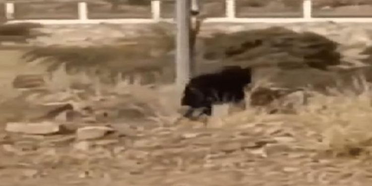 كلب ضال مخلوق غريب يثير الذعر في السعودية .. (فيديو)