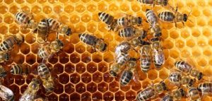 كيفية تكاثر النحل أين يذهب النحل في الشتاء؟