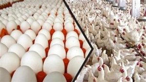 237 شعبة البيض تحذر من انهيار صناعة الدواجن.. التجار يبيعون الأعلاف بثلاث أضعاف السعر « فيديو »