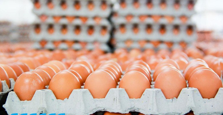سعر كرتونة البيض اليوم للمستهلك في مصر