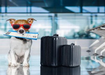 16711938800 قطط وكلاب في الجو.. شركات طيران تتيح للركاب اصطحاب حيواناتهم
