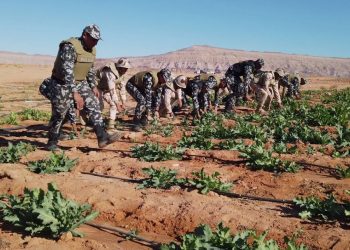 القوات المسلحة: تدمير 173 فدانا لنبات الخشخاش وضبط 4 مصانع حشيش بسيناء