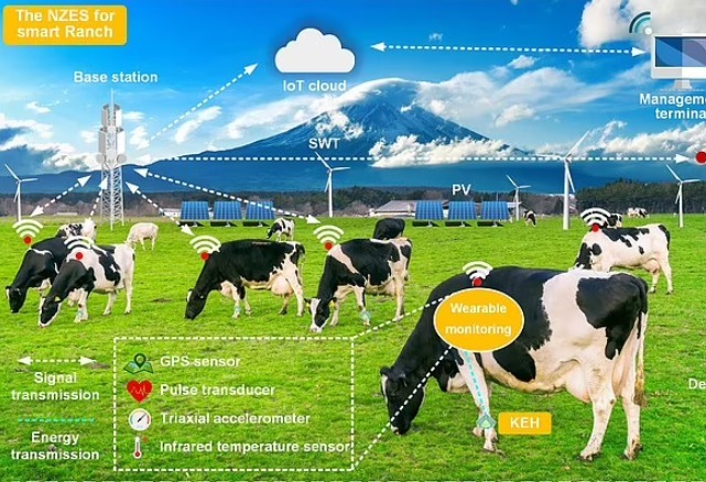 مزارع الأبقار الذكية: متابعة الحمل بالواي فاي.. والعلف أعشاب بحرية