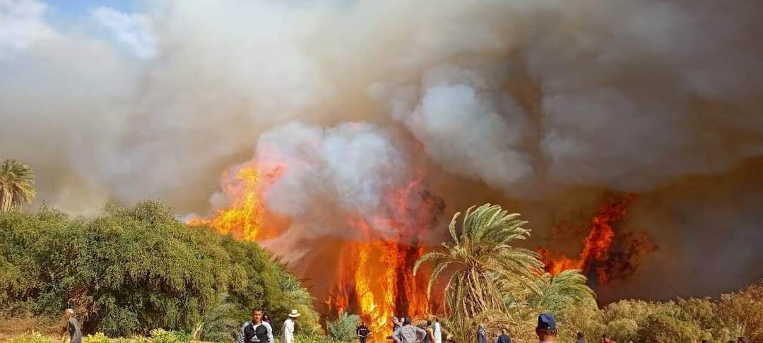 FB IMG 1672581539924 أول صور لحريق مزارع النخيل بالوادي الجديد