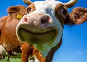 جنون البقر سلامة الغذاء: لا نسمح باستيراد لحوم من دول لديها إصابات بجنون الأبقار