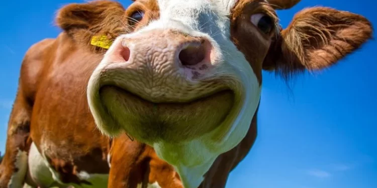 جنون البقر سلامة الغذاء: لا نسمح باستيراد لحوم من دول لديها إصابات بجنون الأبقار