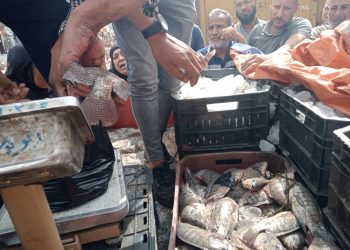 الحكومة تكشف حقيقة تداول أسماك نافقة نتيجة زبد البحر في بور سعيد