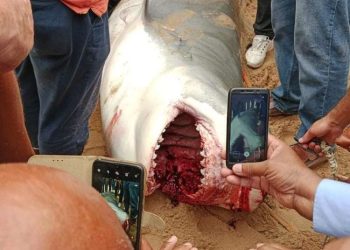 FB IMG 1686240226789 هجوم قرش الغردقة.. البيئة تعلن وفاة الضحية ونوع القرش