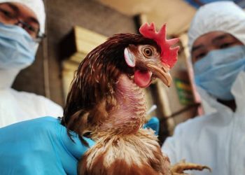 ظهور حالات مصابة و تحذيرات عالمية ..هل عادت "إنفلونزا الطيور" إلي الواجهة؟