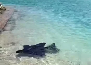 سمكة شيطان البحر تظهر للمرة الثانية في شواطئ الغردقة.. والبيئة : "متخافوش "