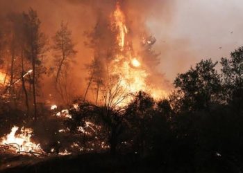 حريق الغابات في تونس