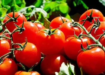 ارتفاع أسعار الطماطم اليوم الاثنين 31 يوليو
