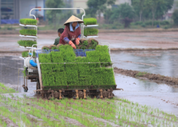 حخحغخانغ الصين..الفيضانات تتلف محاصيل الأرز وسط مخاوف من تضخم أسعار الغذاء في العالم