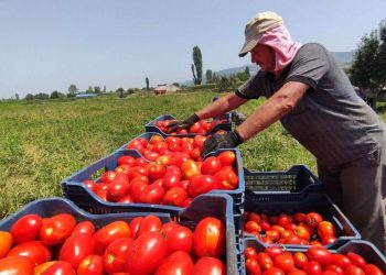موعد انخفاض سعر الطماطم