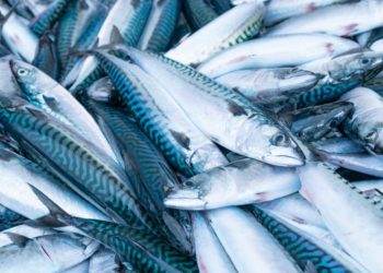 أضرار سمك الماكريل أزمة سمك الماكريل تصل البرلمان.. نائب يطالب بفحص المطروح بالأسواق 