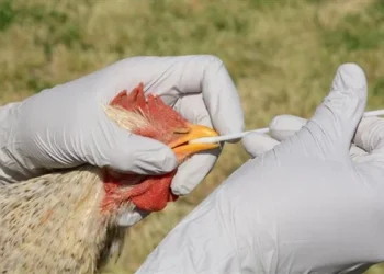 453 إعدام مليون دجاجة يوميا .. إنفلونزا الطيور شديدة العدوى تغتال مزارع أمريكا