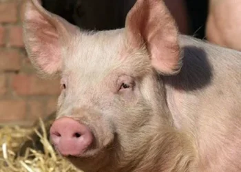 77 ما حكم استعمال الدواء المشتق من الخنازير؟ رد صادم من الإفتاء