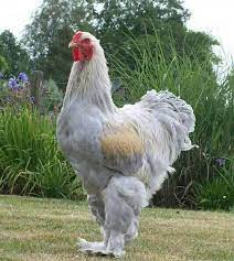 images 8 فضيحة مركز البحوث الزراعية.. ذبحوا أول دجاج مصري مستنبط بعد تجارب 8 سنوات