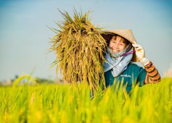 الأرز الصيني زراعة الأرز الصيني في مصر لأول مرة