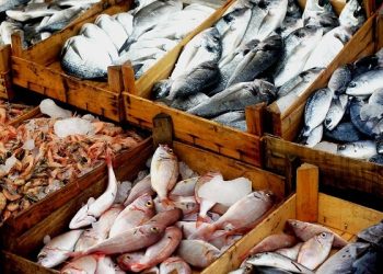سمك 1 أسعار الأسماك فى سوق العبور اليوم الأحد  24-12-2023