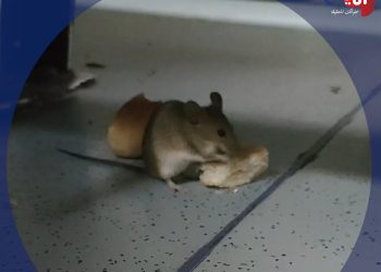 فئران القطارات الفئران تظهر مجددا بالقطارات المكيفة وتتحدي رئيس شركة نظافتها..فيديو