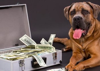 كلب إديني عقلك.. كلب يلتهم وجبة قيمتها 4000 دولار