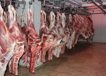489 50 جنيها تراجعا في أسعار اللحوم بعد استيراد كميات هائلة من العجول الحية 