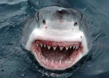 القرش ماكو الخطير يهاجم شواطئ الغردقة